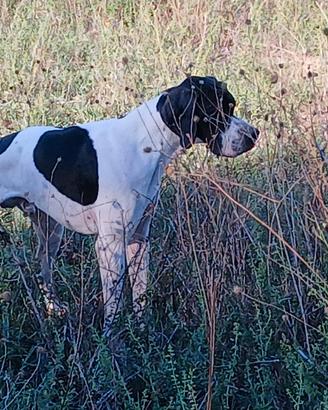 Pointer