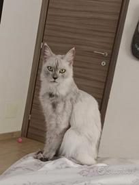Splendida Maine Coon