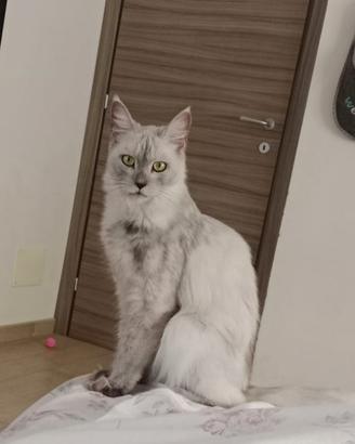Splendida Maine Coon