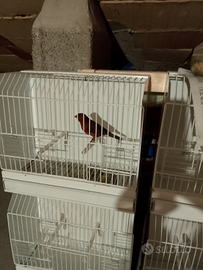 Maschio bronzo intenso