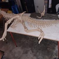 Riproduzione in scala SCHELETRO T REX