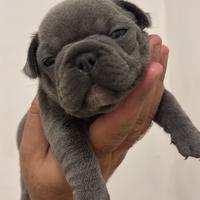 Bulldog francesi blue
