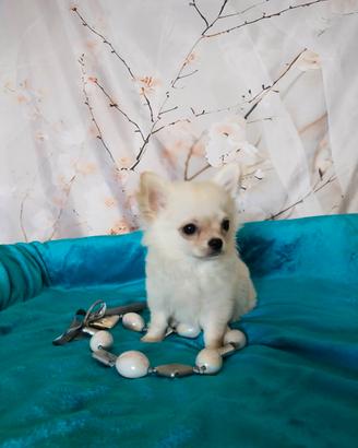 Chihuahua pelo lungo cucciolo maschietto