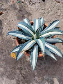 agave mediopicta alba