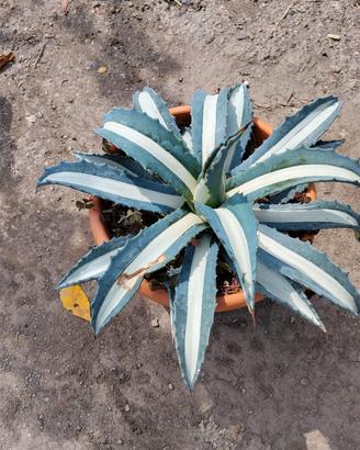 agave mediopicta alba