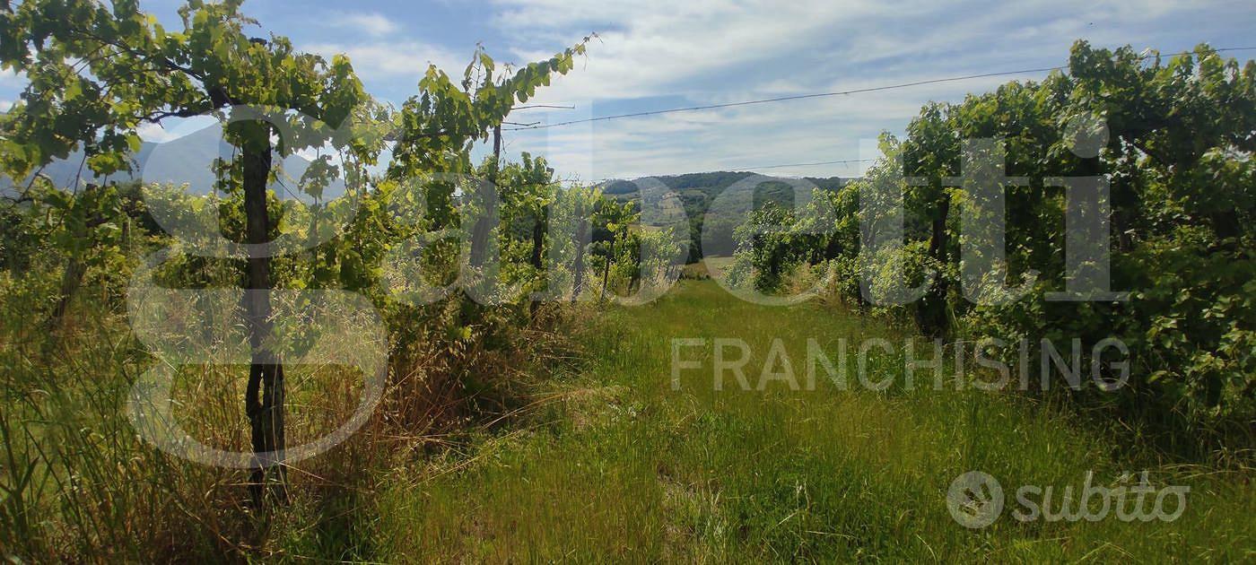 Terreno Agricolo Alife [Cod. rif 3159733VCG] - Vista 5