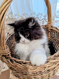 Gattino Persiano Bicolore