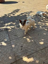 Chihuahua