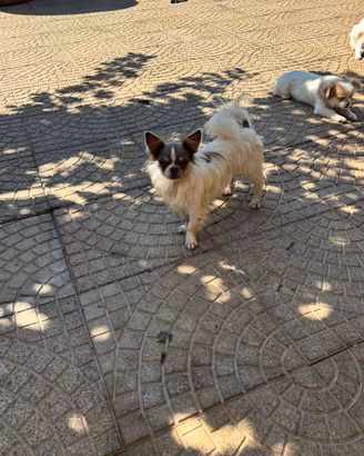 Chihuahua