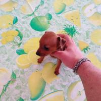 Pinscher nani toy cuccioli taglia piccola
