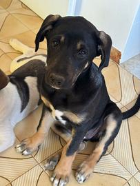 Cucciolo meticcio per tutti