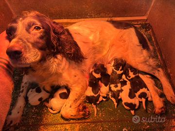 Cuccioli Springer Spaniel Inglese