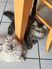 Cucciola Persiana