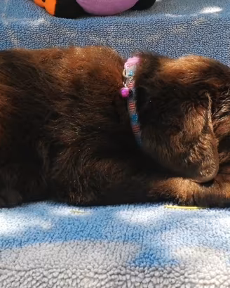 Labrador puppy con pedigree Enci