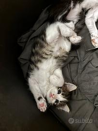 Gattini ???