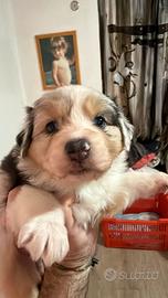 Cuccioli pastore australiano