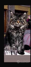 Cuccioli Maine coon