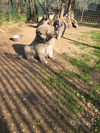 Cuccioli di pastore del caucaso