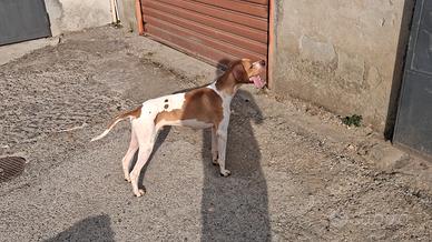 Cane pointer