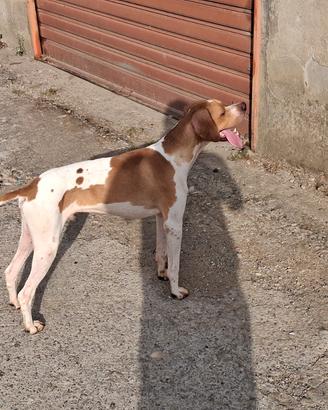 Cane pointer