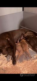 Cuccioli di Pit Bull