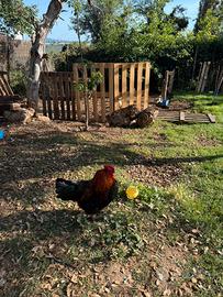 Galline Marans