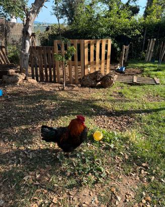 Galline Marans