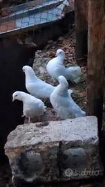 Colombi