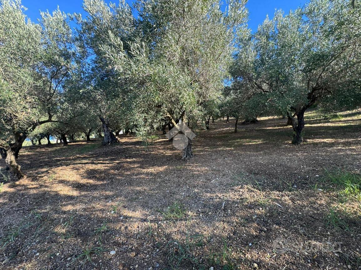 TER. AGRICOLO A AMANTEA - Altro