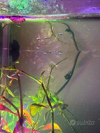 Piccoli pesciolini guppy