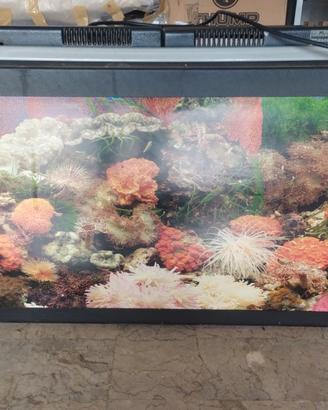 Acquario