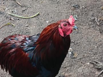 Gallo di 2 anni