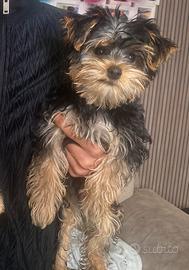 Cucciola di Yorkshire