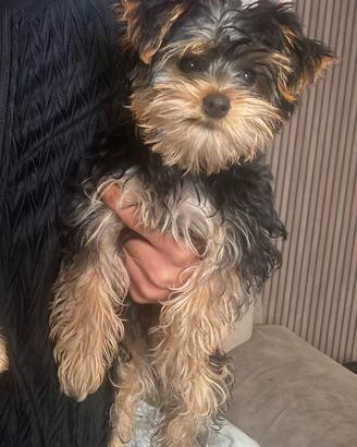 Cucciola di Yorkshire