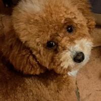 Barboncino Toy per monta