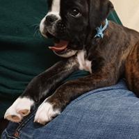 Cucciolo di boxer tigrato disponibile