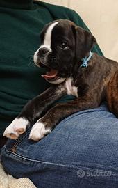 Cucciolo di boxer tigrato disponibile