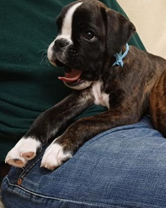 Cucciolo di boxer tigrato disponibile
