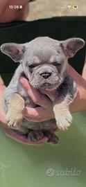 Bulldog francese