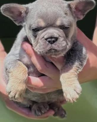 Bulldog francese