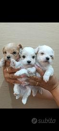 Maltipoo Mini Toy