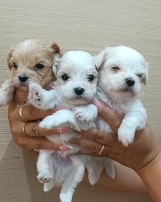 Maltipoo Mini Toy