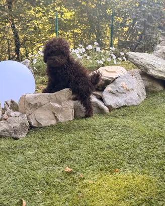 Cuccioli di barboncino
