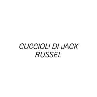 Cuccioli di jack russel