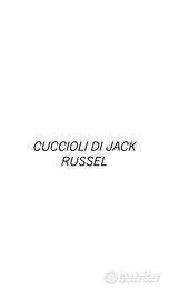 Cuccioli di jack russel