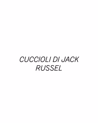 Cuccioli di jack russel