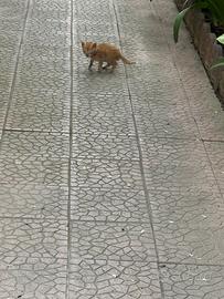 Cuccioli di gatto
