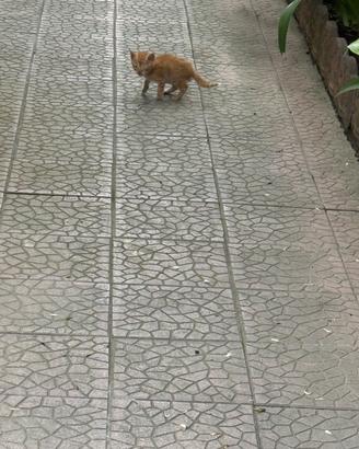 Cuccioli di gatto