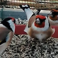 Cardellino mayor ancestrale