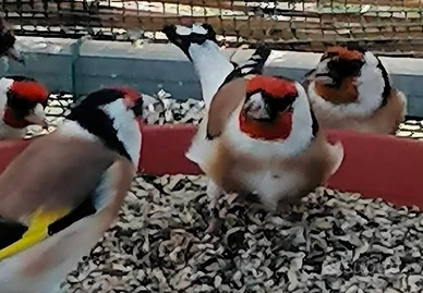 Cardellino mayor ancestrale